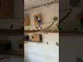 #umdianoistem #bregashow #viral #birds #video #pets #youtubeshorts #cockatiel #parrot #viravideo