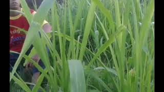 Kohar-lipsing mansyur s