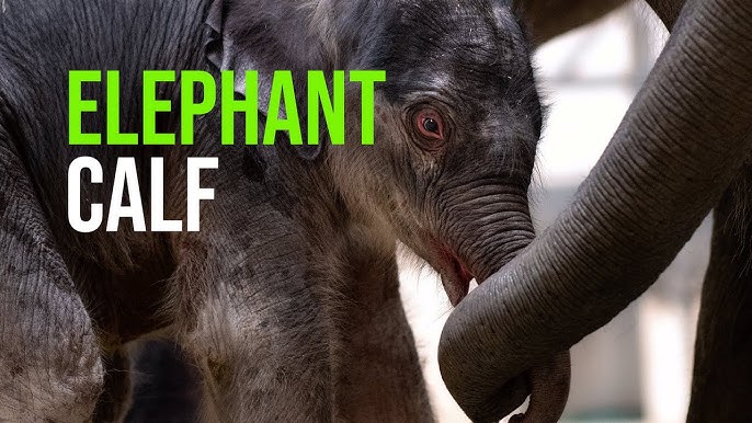 IT'S A BOY! Fort Worth Zoo welcomes another baby elephant! 