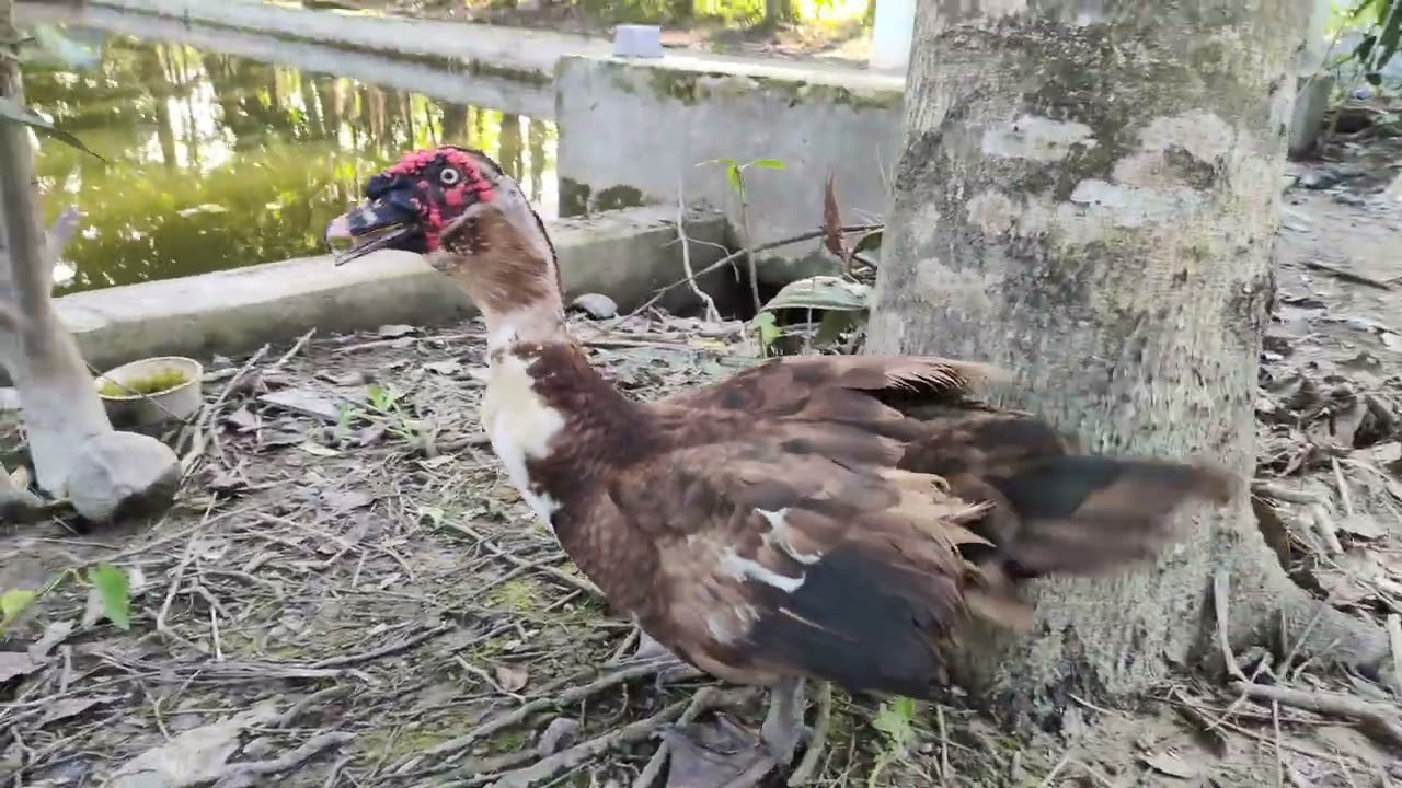 হাঁসের বাড়ি 🤔