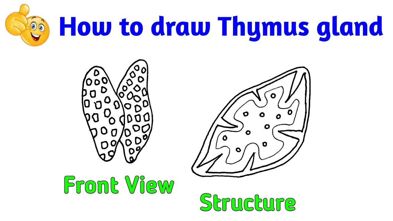 how to draw thymus gland how to draw structure of thymus gland YouTube