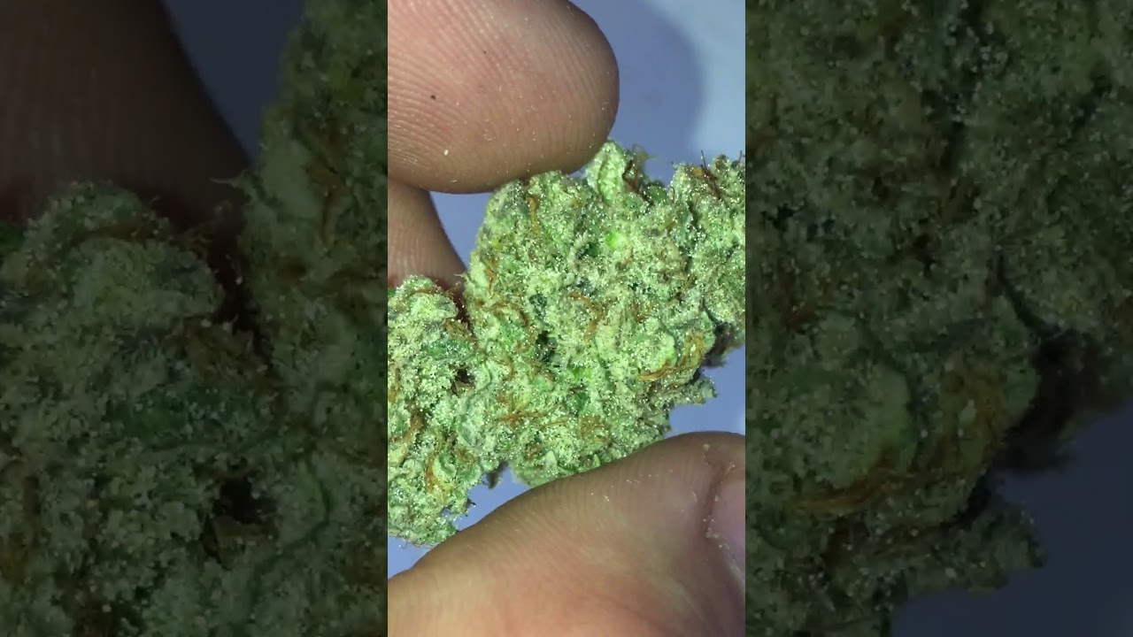 Zkittlez x Kush Mints bred by seed junky grown by me YouTube