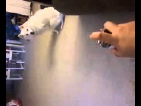 Whiskey scared by silly string