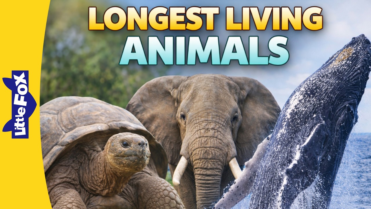 Longest Living Animals on Earth 🐢🐘🐋 | Nature’s True Survivors | Meet the Animals | Little Fox