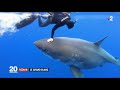   requins  comportement irresponsable de la plongeuse ocean ramsey   18012019