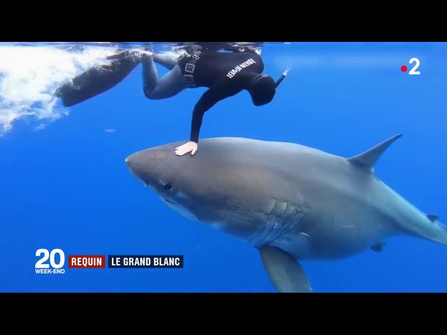 Ocean Ramsey x Xcel : une collection pour la défense des requins