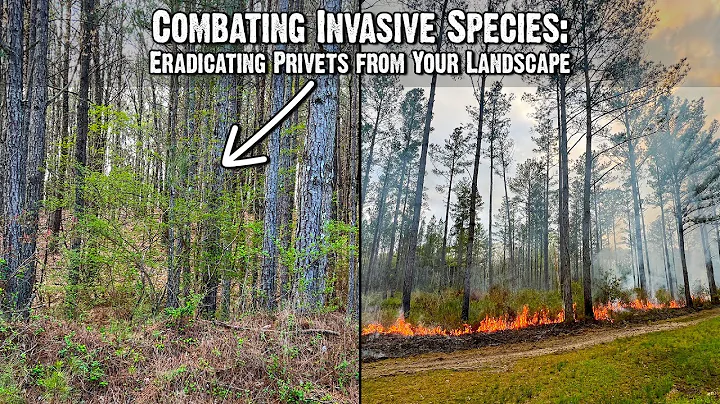 Combating Invasive Species: Eradicating Privets