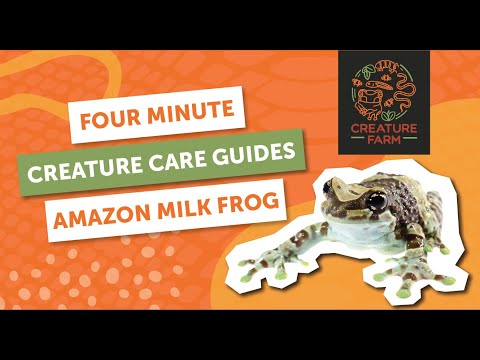 Amazon Milk Frog