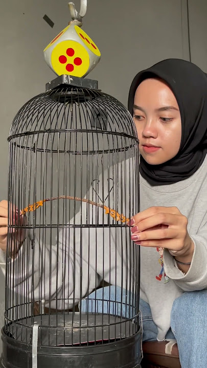 4 bulan lalu, pertama kali ketemu Kiwi🥝 sekarang udah makin pinter kicaunya #kicaumania #plecimania