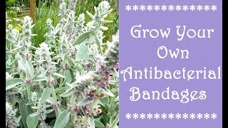 Grow Your Own Antibacterial Bandages