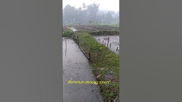Kemarin kerja disawah kehujanan! #shorts #hujan #berkah #shortsyoutube #saung #kopi #petani