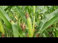 Поле гибрида кукурузы ДБ ХОТИН ФАО 280 в середине августа 2021г. Видно загущение и не хватку влаги.