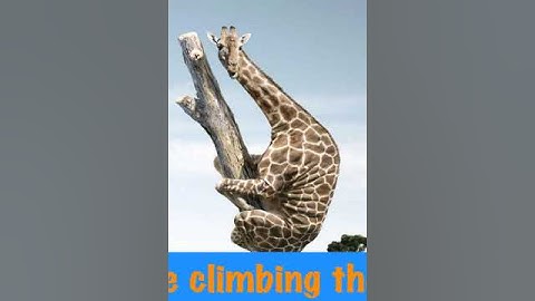 Sample Video of News Ticker! - Giraffe likes climbing the tree