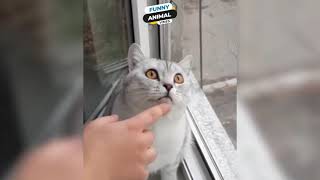Cats are so funny You Will Die Laughing | Funny CAT compilation 2019 by Cute Baby Animals 2,214 views 4 years ago 3 minutes, 8 seconds