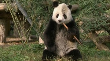 Giant panda returns home after 15 years in the U.S.