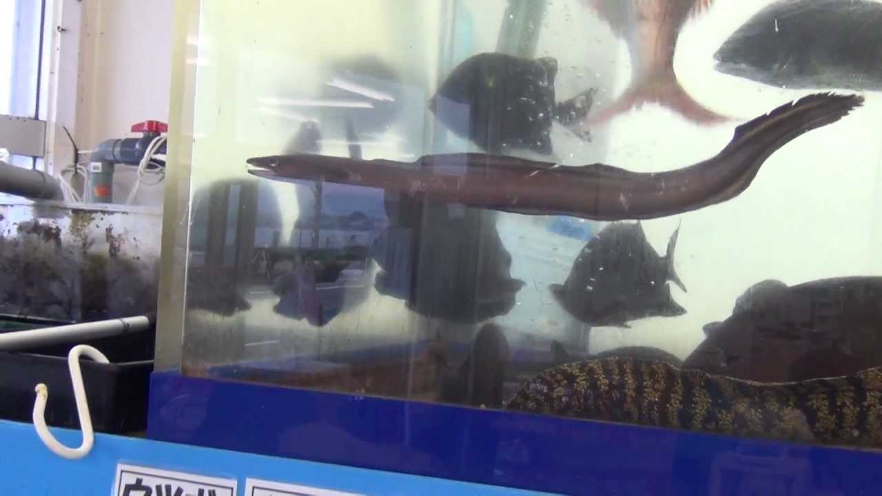 クロアナゴが泳ぐ 釣太郎スタッフが釣ってきたものです これは攻撃的なハモと違い 歯がないので 噛まれることはありません 水槽で観賞用として飼育します Youtube