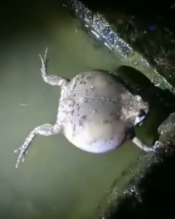 KODOK TUNGTET (KATAK BUNYI WAKTU HUJAN) #short #shorts #shortvideo #shortsvideo #viral #fyp