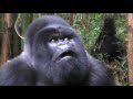 Mating Gorillas