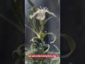 They Revived a 32,000-Year-Old Flower… And It Bloomed! 🌸❄️
