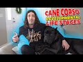 Cane Corso Life Stages - MUST KNOW