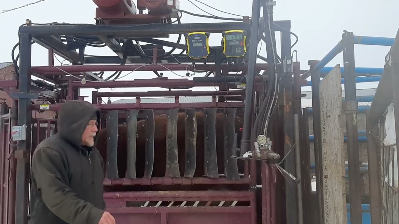 Tru-test XRP2 EID Panel Reader and EZ Weigh 7i scale head. Weigh session with Stampede Steel Chute