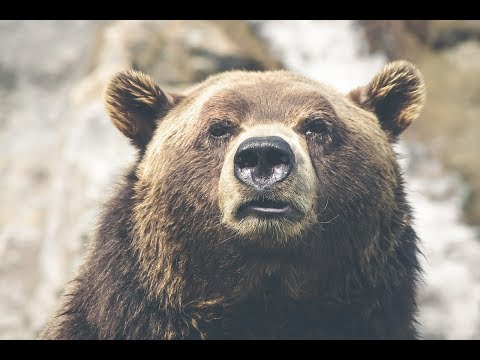 Shockey on Latest Bear Attack; Nugent's Holiday Greeting: Gun Talk Radio| 12.23.18 C