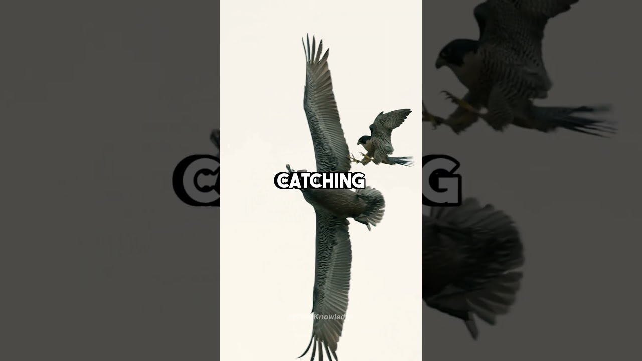 Сапсан против Совы ⚡️ Кто правит небом? 