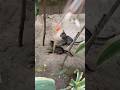 #cat #play #kitten #funny #animals #pets #garden #cute #love #nature #kitty