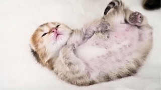 すごい寝相で寝る子猫が可愛すぎます【The kitten sleeping in such a sleeping position is so cute】#猫#子猫#kitten#cat by Pretty Cat  1,311 views 4 months ago 2 minutes, 57 seconds