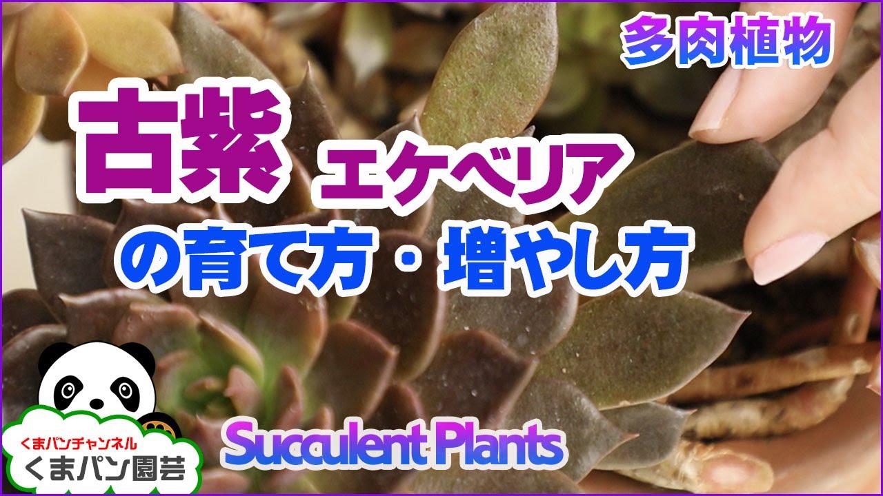 How to grow Echeveria affinis(succulent)【KUMAPAN BOTANICAL