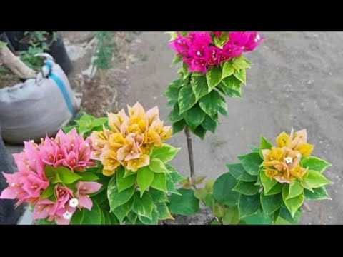 Video: Mengapa geranium saya berhenti berbunga?