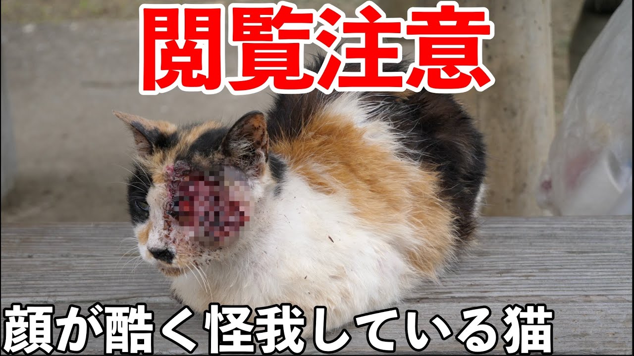 Animal Rescue Browsing Attention Rescue Of A Cat Whose Face Is Terribly Scooped Out Youtube
