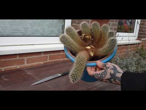 Video: Hoe Maak Je Een Geschenkarrangement Van Cactussen