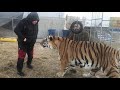 Борьба с Тигром!Wrestling with Tiger!ufc!)