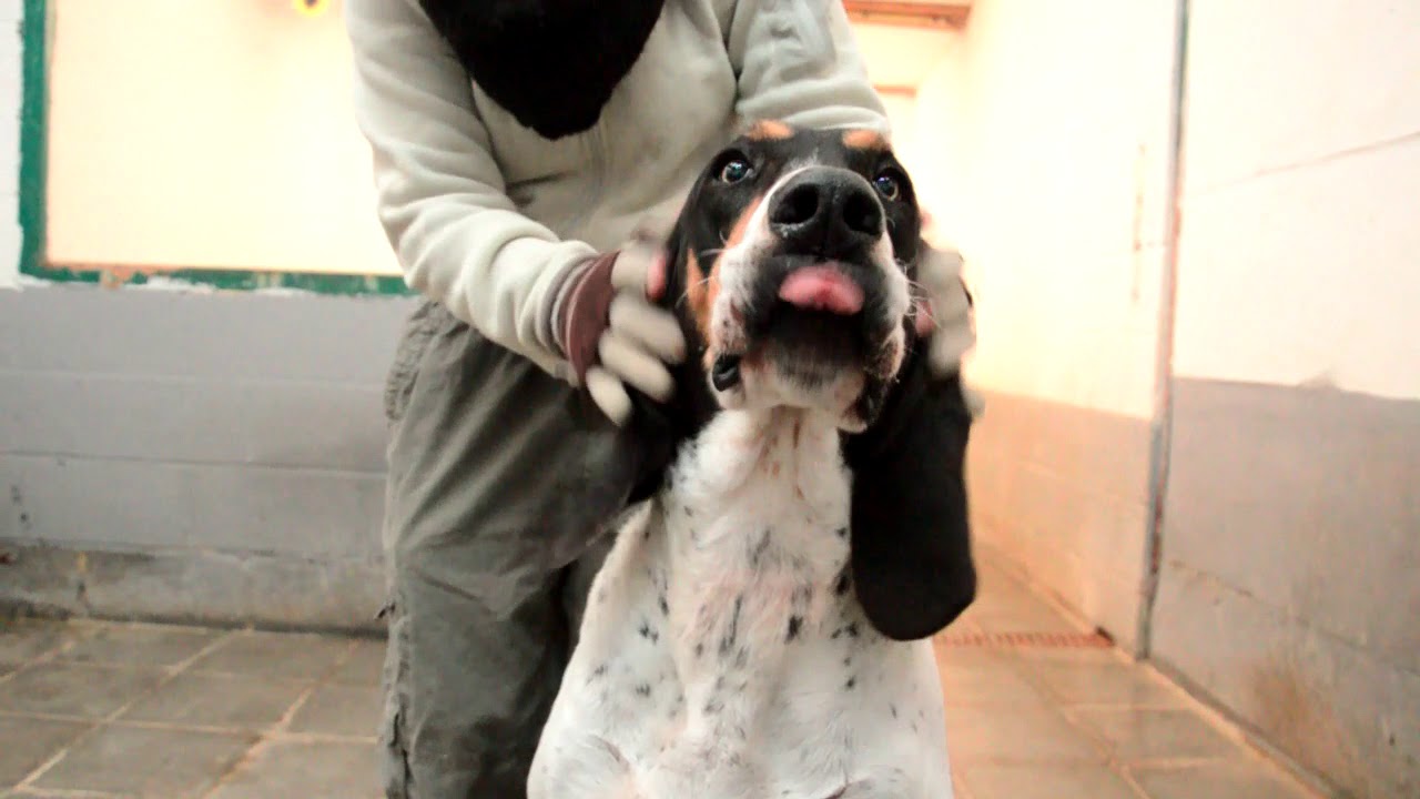 Sans Collier Asbl Gaston