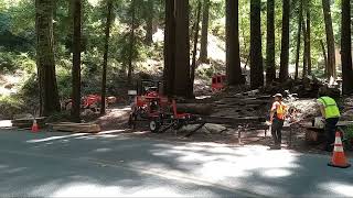 TimberKing 1620 bandsaw sawmill cutting some bay laurel logs