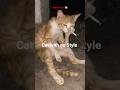 stylix.pet | Link in Bio | cat after using stylix
