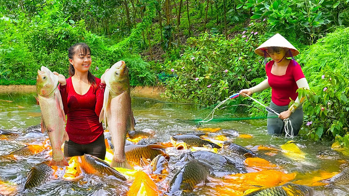 Rewind Timelapse - Harvesting A Lot Of Catfish Goes To Market Sell - Raising Chickens With Corn