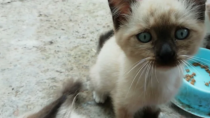 Watch the video about Siamese kittens after lunch