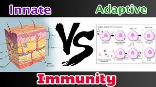 Innate Immunity Vs  Adaptive Immunity