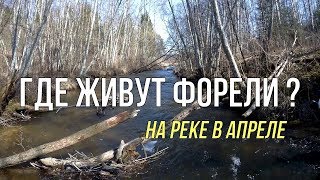 Ручьевая форель весной