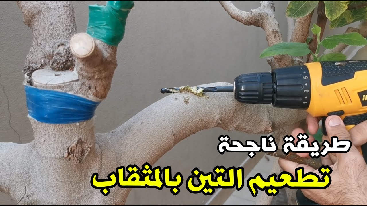 تطعيم التين بالمثقاب / التين الأسباني على المغربي والنتيجة واضحة