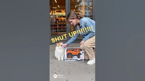 Video 11549451: exotic shorthair cat, cat fun