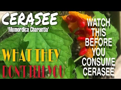 WATCH THIS VIDEO BEFORE CONSUMING CERASEE | COUNTLESS HEALTH BENEFITS OF USING CERASEE | BUSH TEA