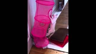 Tonkinese cats in Ikea Toy tunnel by zephanco 519 views 12 years ago 5 minutes, 55 seconds