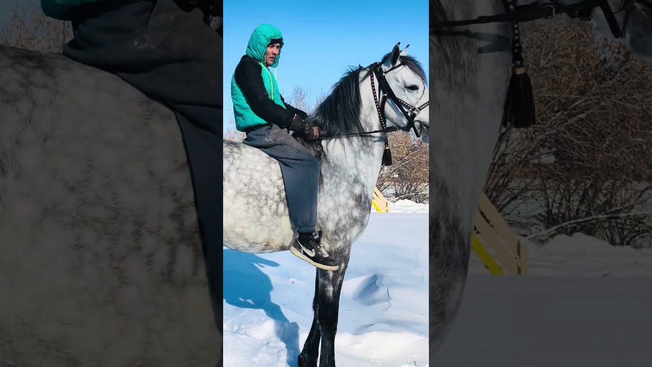 Продажа Жеребец 6 лет 89124776158