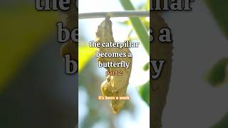 🐛👉🦋 Pt 2 🧡 What we’ve learned so far…