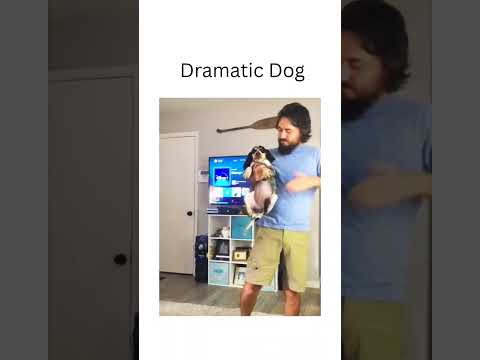 Dog's Being dramatic 🙄 #dog #youtubedogs #vetsupply #funnyanimals #doglovers