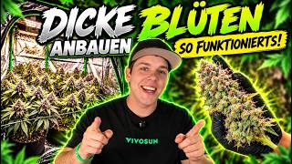Vom Samen bis zur Ernte - Mein kompletter Grow – SCROG, Lollipopping & Trocknung