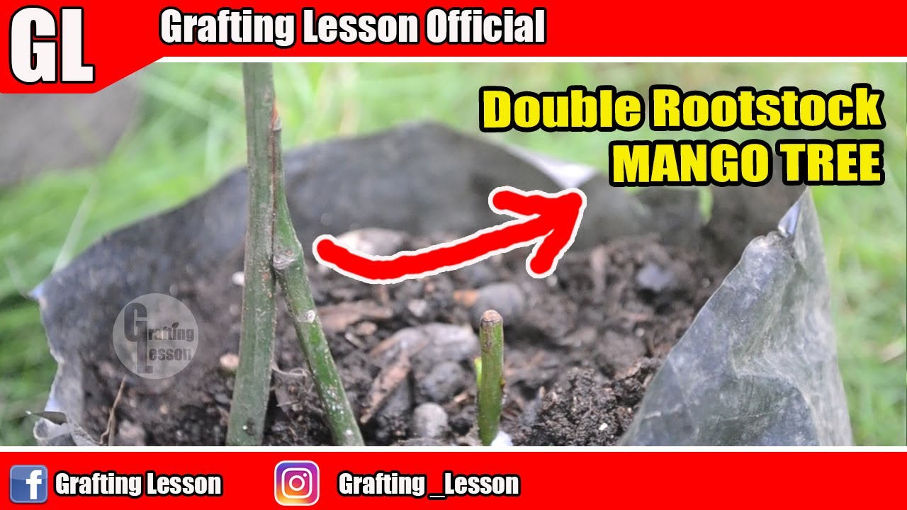 Double Roots stock Mango Tree Very Easy and 100% Success